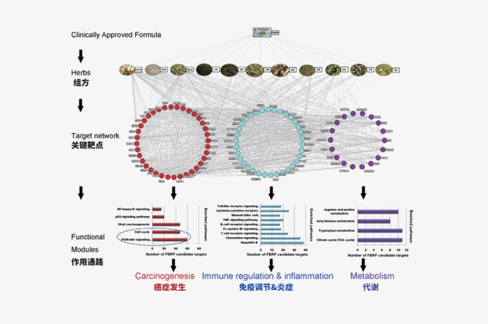 软肝片核心网络靶标参与