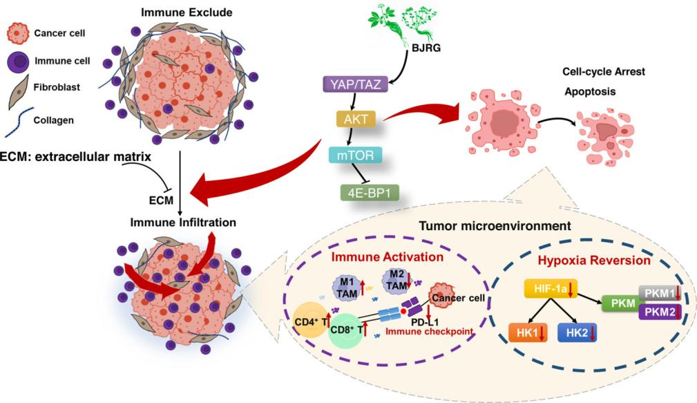 复方鳖甲软肝片抗肝内胆管癌机制新发现 为肝癌治疗提供新思路